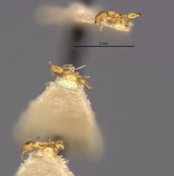 Media type: image;   Entomology 20896 Aspect: habitus lateral view